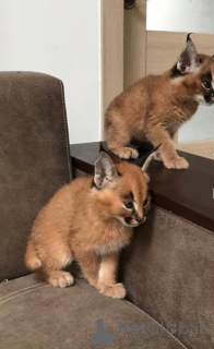 Zdjęcie №1. caracal - na sprzedaż w Berlin | negocjowane | Zapowiedź № 174758