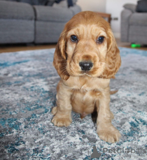 Zdjęcie №1. cocker spaniel angielski - na sprzedaż w Vantaa | Bezpłatny | Zapowiedź №96954