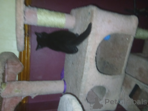Zdjęcie №3. Lucky Black Kitten,. Wielka Brytania