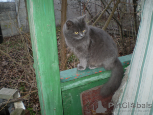 Zdjęcie №2 do zapowiedźy № 7710 na sprzedaż  kot brytyjski długowłosy - wkupić się Ukraina prywatne ogłoszenie