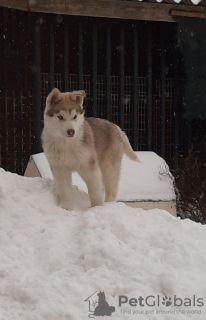 Dodatkowe zdjęcia: Szczenięta Husky KSU pełna próżnia