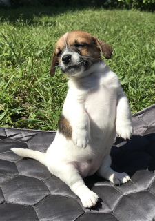 Zdjęcie №3. Jack Russell Terrier Girl Smooth. Federacja Rosyjska