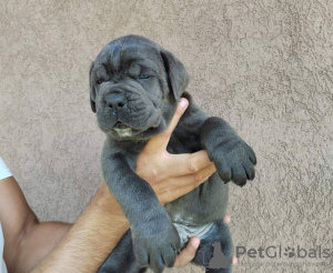 Zdjęcie №4. Sprzedam cane corso w Belgrad.  - cena - negocjowane