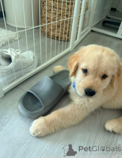 Zdjęcie №3. Urocze szczenięta Golden Retriever już kochającego domu!. Polska