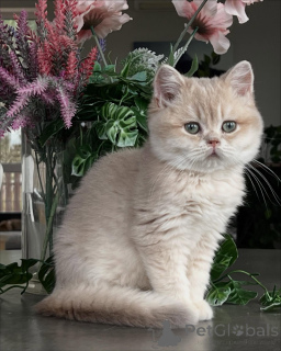 Zdjęcie №3. Kocięta szynszylowe Idealne połączenie piękna i słodkiego temperamentu. Niemcy