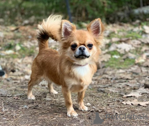 Zdjęcie №3. Sprzedam chihuahua dorosłego chłopca. Estonia