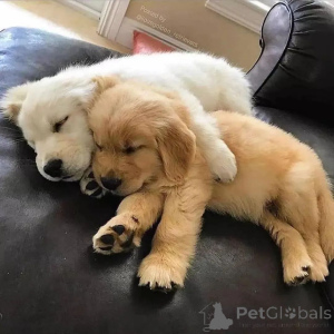 Zdjęcie №3. Szczenięta golden retrievera gotowe. Filipiny