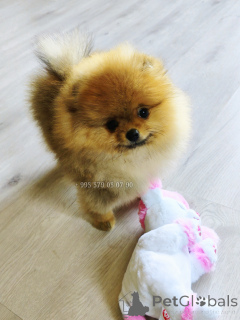 Zdjęcie №3. Sprzedam szczenięta szpica pomorskiego czerwonego, boo.. Gruzja