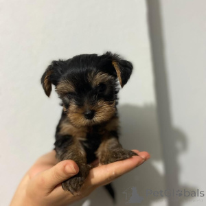 Zdjęcie №4. Sprzedam yorkshire terrier w Pilsen. hodowca - cena - 1196zł