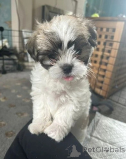 Zdjęcie №2 do zapowiedźy № 143484 na sprzedaż  pies nierasowy - wkupić się Austria hodowca