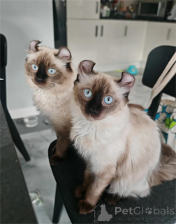 Zdjęcie №1. amerykański curl - na sprzedaż w Achaern | 1674zł | Zapowiedź № 151621