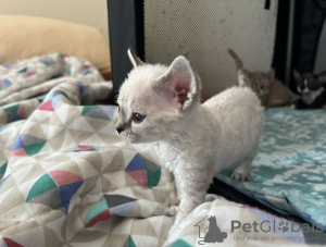 Zdjęcie №1. devon rex - na sprzedaż w Aserri | 792zł | Zapowiedź № 92171