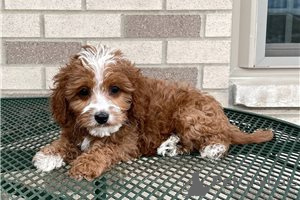 Zdjęcie №3. Piękne szczenięta Cavapoo Do bezpłatnej adopcji. Niemcy