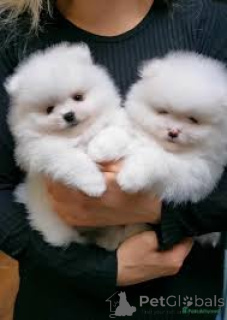 Zdjęcie №2 do zapowiedźy № 136637 na sprzedaż  szpic miniaturowy - wkupić się Belgia hodowca