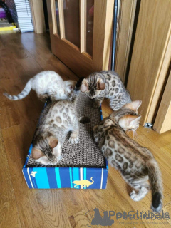 Zdjęcie №1. kot bengalski - na sprzedaż w Arizona City | 1622zł | Zapowiedź № 161245