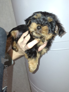 Zdjęcie №3. Urocze szczenięta Yorkshire Terrier. Szwecja