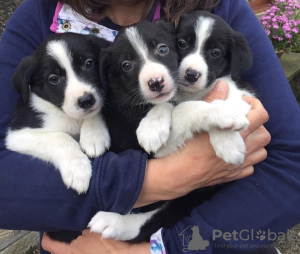 Zdjęcie №2 do zapowiedźy № 18202 na sprzedaż  border collie - wkupić się Wielka Brytania prywatne ogłoszenie