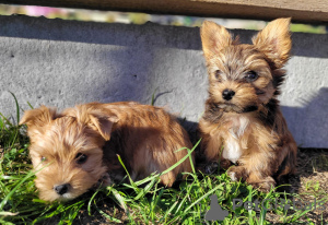 Zdjęcie №2 do zapowiedźy № 103678 na sprzedaż  yorkshire terrier biewer - wkupić się Polska hodowca