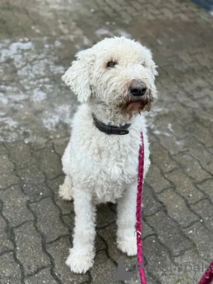 Zdjęcie №2 do zapowiedźy № 166538 na sprzedaż   - wkupić się Niemcy hodowca