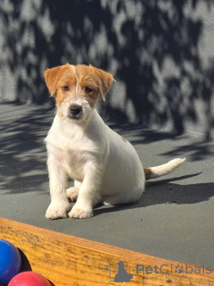 Zdjęcie №1. jack russell terrier - na sprzedaż w Berlin | negocjowane | Zapowiedź №171876