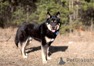 Zdjęcie №3. Wspaniały, okazały mężczyzna (Metis) Jason jest uratowany i szuka domu. Federacja Rosyjska