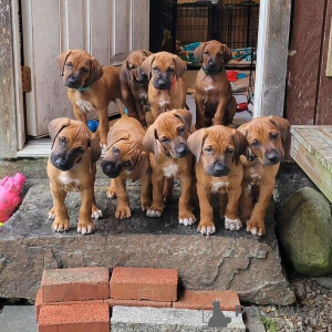 Zdjęcie №1. rhodesian ridgeback - na sprzedaż w Yding | negocjowane | Zapowiedź №169948