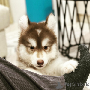 Zdjęcie №1. husky syberyjski - na sprzedaż w Alès | negocjowane | Zapowiedź №172462