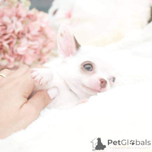 Zdjęcie №1.  - na sprzedaż w Bethlehem of Galilee | negocjowane | Zapowiedź №163032