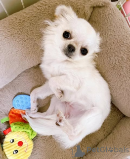 Zdjęcie №1. chihuahua (rasa psów) - na sprzedaż w Bornheim | negocjowane | Zapowiedź №160281