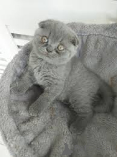 Zdjęcie №2 do zapowiedźy № 165581 na sprzedaż  scottish fold - wkupić się Belgia prywatne ogłoszenie, hodowca