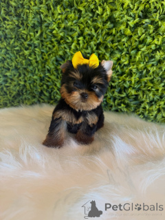 Zdjęcie №4. Sprzedam yorkshire terrier w Praga. hodowca - cena - negocjowane
