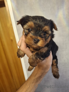 Zdjęcie №2 do zapowiedźy № 158149 na sprzedaż  yorkshire terrier biewer, yorkshire terrier - wkupić się Estonia prywatne ogłoszenie, od żłobka, hodowca