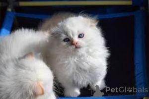 Zdjęcie №1. munchkin - na sprzedaż w Amsterdam | 2392zł | Zapowiedź № 160776