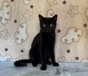 Zdjęcie №1.  - na sprzedaż w Mińsk | Bezpłatny | Zapowiedź № 164930