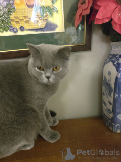 Zdjęcie №3. Oszałamiająca gruba brytyjska niebieska kotka i kocury. Wielka Brytania