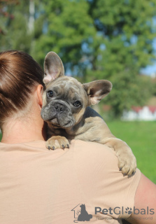 Dodatkowe zdjęcia: Buldog francuski