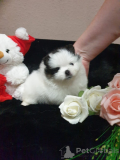 Zdjęcie №1. szpic miniaturowy - na sprzedaż w Monaco | negocjowane | Zapowiedź №167142