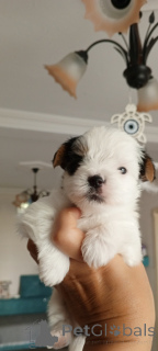 Zdjęcie №2 do zapowiedźy № 156722 na sprzedaż  yorkshire terrier biewer - wkupić się Turcja hodowca