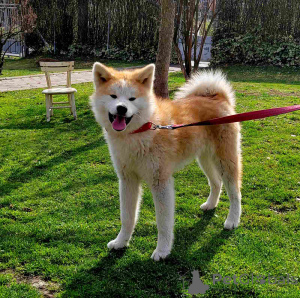 Zdjęcie №3. Marija Stamenkovic. Serbia