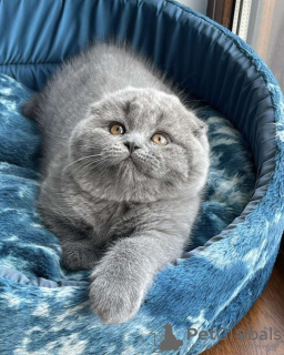 Zdjęcie №2 do zapowiedźy № 75130 na sprzedaż  scottish fold - wkupić się Republika Czeska hodowca