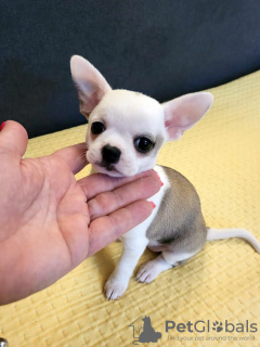 Dodatkowe zdjęcia: Mini Chihuahua