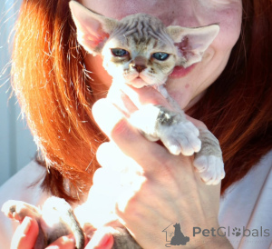 Zdjęcie №2 do zapowiedźy № 171386 na sprzedaż  devon rex - wkupić się Polska prywatne ogłoszenie