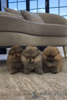 Zdjęcie №1. szpic niemiecki - na sprzedaż w Zurzach | 2774zł | Zapowiedź №143525