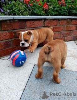 Zdjęcie №2 do zapowiedźy № 139211 na sprzedaż  buldog angielski - wkupić się USA hodowca