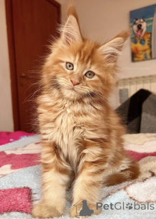 Zdjęcie №2 do zapowiedźy № 174785 na sprzedaż  maine coon - wkupić się Australia prywatne ogłoszenie
