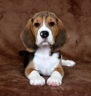 Zdjęcie №1. beagle (rasa psa) - na sprzedaż w Petersburg | 3025zł | Zapowiedź №2029