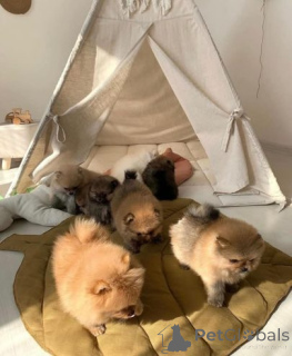 Zdjęcie №3. Bezaubernde Pomeranian-Welpen zu verkaufen klein, flauschig und voller. Niemcy