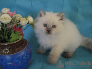 Zdjęcie №1. kot syberyjski - na sprzedaż w Москва | Bezpłatny | Zapowiedź № 10022
