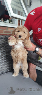 Zdjęcie №2 do zapowiedźy № 140839 na sprzedaż  pies nierasowy - wkupić się USA prywatne ogłoszenie