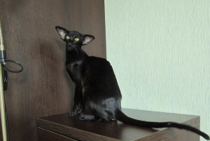 Zdjęcie №3. Czarny kot orientalny w ekstremalnym stylu. Federacja Rosyjska